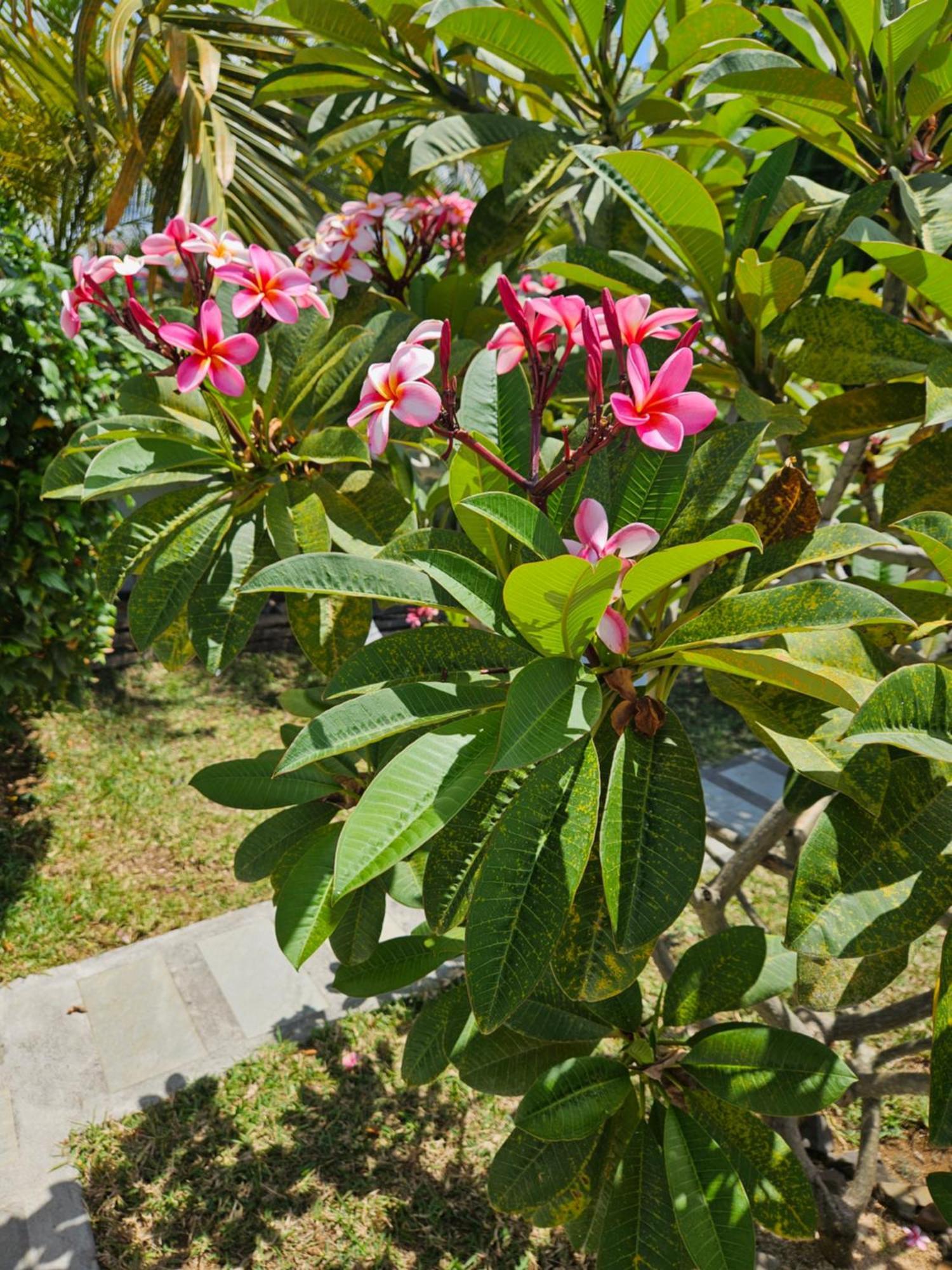 Casa Frangipani Mauritius Appartement Trou d'Eau Douce Buitenkant foto
